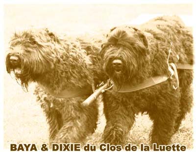 bouvier des flandres et attelage canin - Elevage du Clos de la Luette  -  Copyright depose